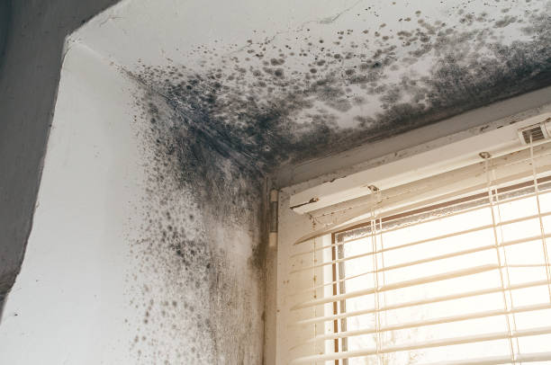 Trusted Mold Inspection service in Warfield, VA - Cheap Mold Removal